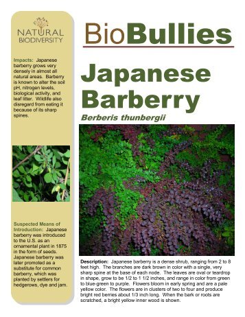 Biobullies - Japanese Barberry - Natural Biodiversity
