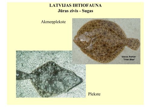 Latvijas zivju ekologija.pdf