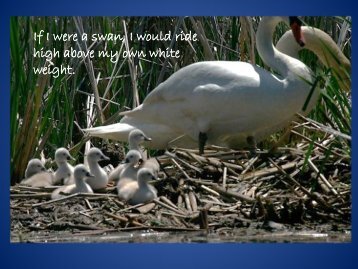If I were a swan, I would ride high above my own white ... - Conspirare