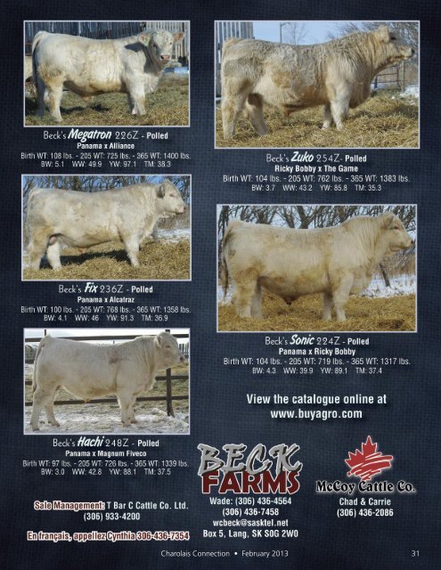 February 2013 - Charolais Banner