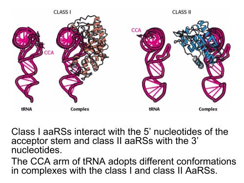 Protein biosynthesis: aminoacyl-tRNA synthetases and aminoacylation