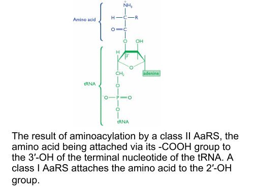 Protein biosynthesis: aminoacyl-tRNA synthetases and aminoacylation