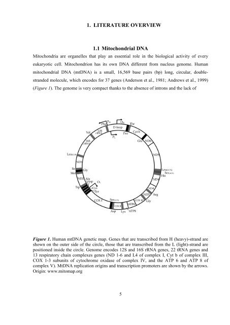 Maternal variation in Huichol and Mixtec populations from Mexico