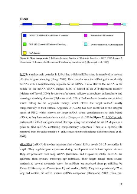 Viruses and RNA interference in mammalian cells