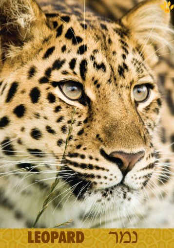 LEOPARD - Israel Book Shop