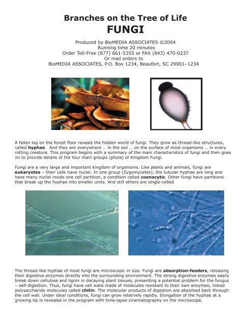 Fungi Guide Id Biomedia Associates