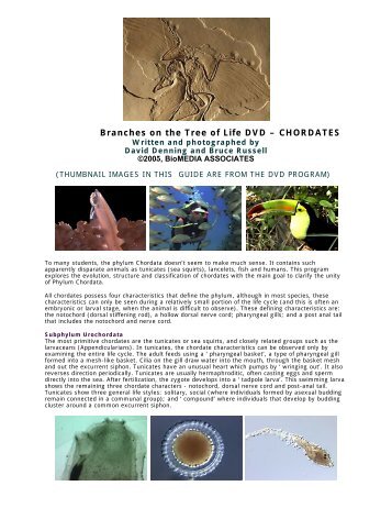 Biology of chordates video guide.