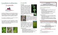 Les plantes envahissantes : La cynanche - Chelsea