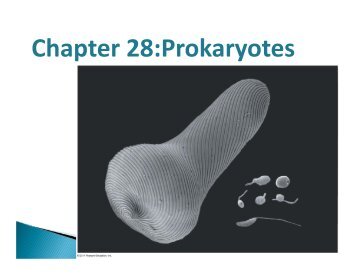 Chapter 28 - Protists