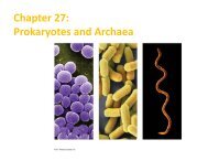 Chapter 27: Prokaryotes and Archaea