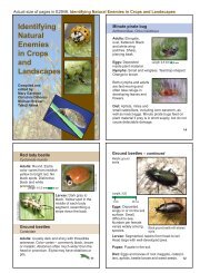 Identifying Natural Enemies in Crops and Landscapes