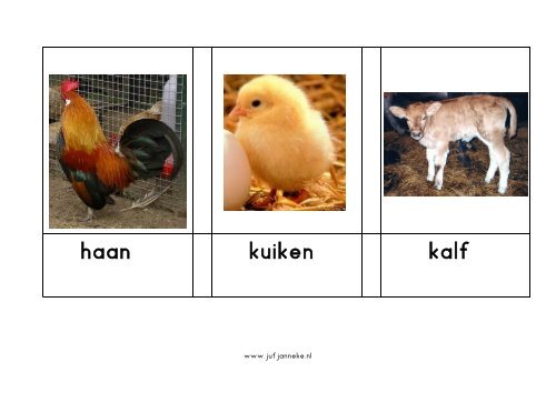 haan kuiken kalf www.jufj