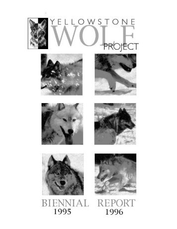 Yellowstone Wolf Project - National Park Service
