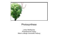 Photosynthese - Albert-Ludwigs-UniversitÃ¤t Freiburg