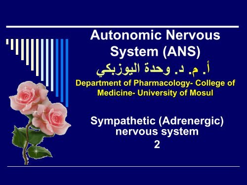 Autonomic Nervous System &#40;ANS&#41;