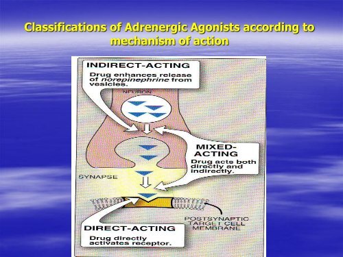 Autonomic Nervous System &#40;ANS&#41;