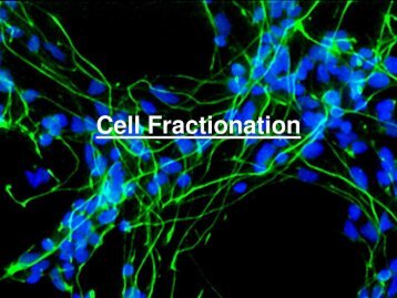 What is cell fractionation