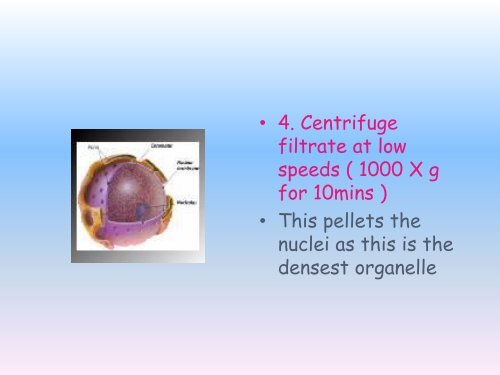 What is cell fractionation