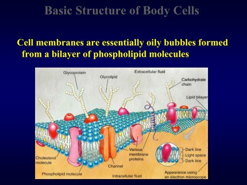 Physiology of the World's Second-Most Popular Drug