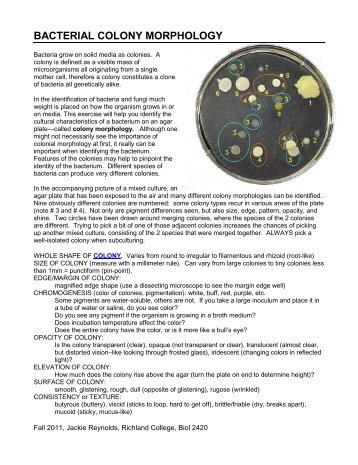 BACTERIAL COLONY MORPHOLOGY