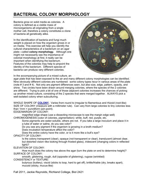 Bacterial Colony Morphology