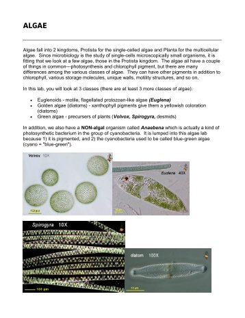 Algae fall into 2 kingdoms, Protista for the single-celled algae and ...