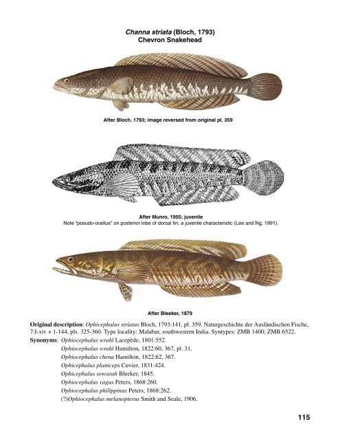 Channa striata (Bloch, 1793) Chevron Snakehead