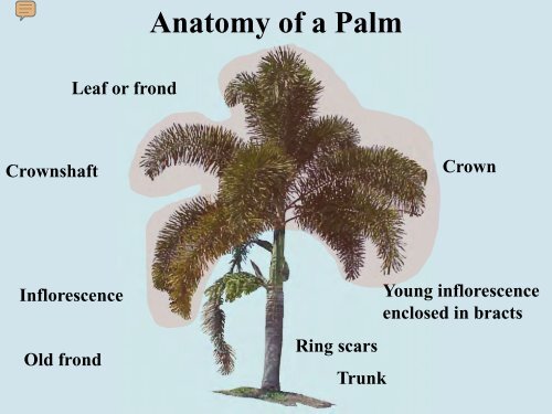Anatomy Of A Palm Tree - Anatomy Drawing Diagram