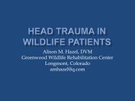 1. Head Trauma in Wildlife Patients