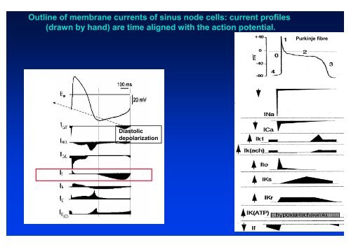 The action potential and the underlying ionic currents