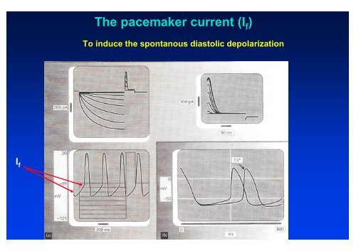 The action potential and the underlying ionic currents