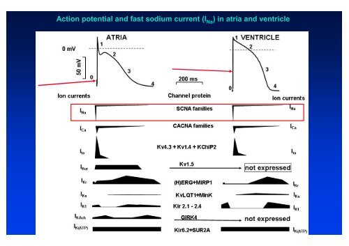 The action potential and the underlying ionic currents