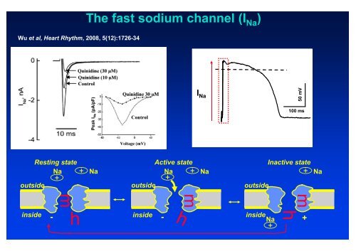 The action potential and the underlying ionic currents