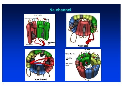 The action potential and the underlying ionic currents