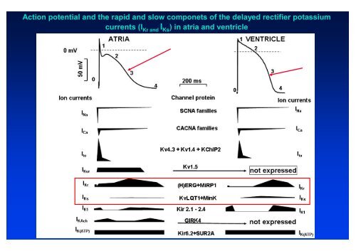 The action potential and the underlying ionic currents