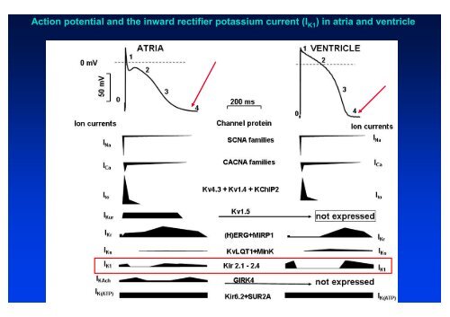 The action potential and the underlying ionic currents