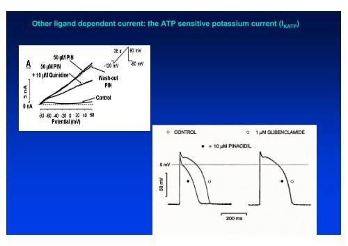 The action potential and the underlying ionic currents