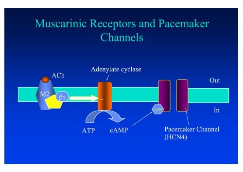 The action potential and the underlying ionic currents