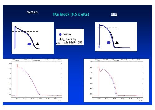 The action potential and the underlying ionic currents