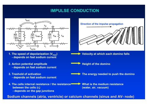 The action potential and the underlying ionic currents