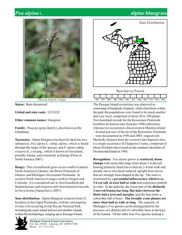 Poa alpina - Michigan Natural Features Inventory - Michigan State ...