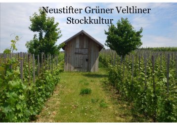 Neustifter Grüner Veltliner Stockkultur