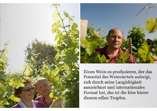 Neustifter Grüner Veltliner Stockkultur