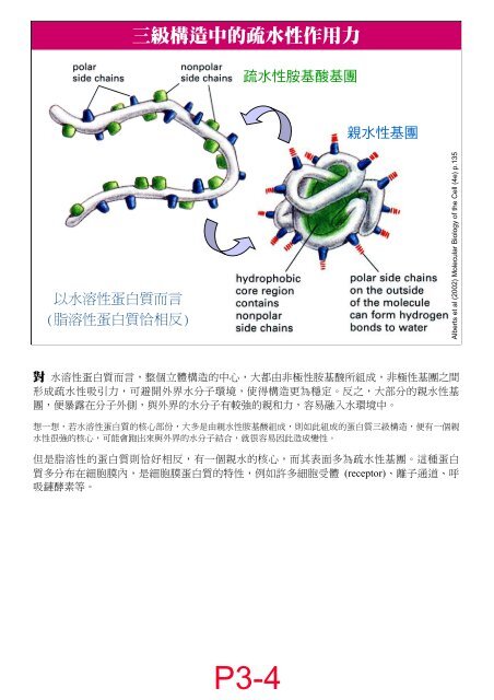 Protein(3) 2007B.pdf