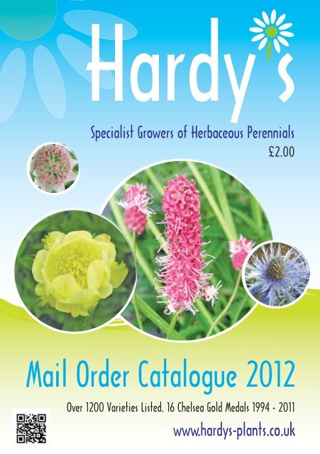 Image of Anemone hupehensis var. simplicicaulis shrub