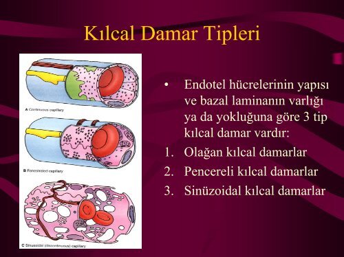 Endotel YapÄ±sÄ± ve Ä°Ålevleri