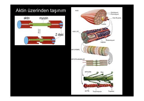 HÃ¼crede Hareket