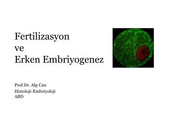 Fertilizasyon ve Erken Embriyogenez