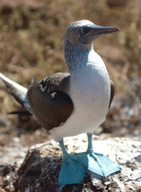 Ecuador and the Galapagos Islands - Geodyssey