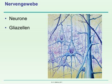 Neurone & Glia